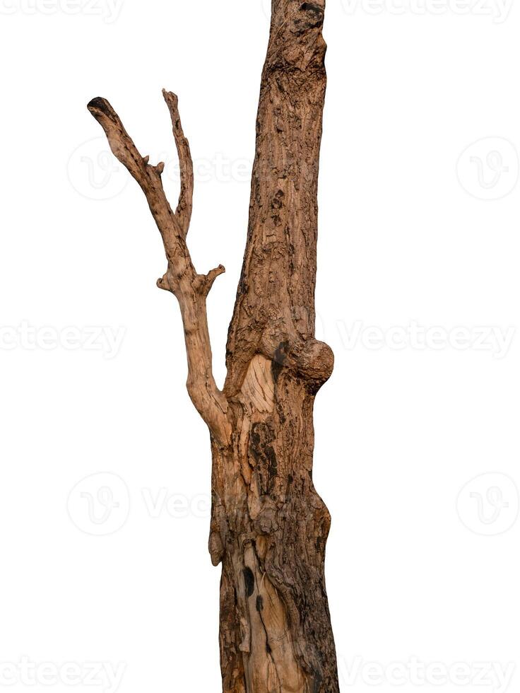 Summer tree trunk on a white background photo