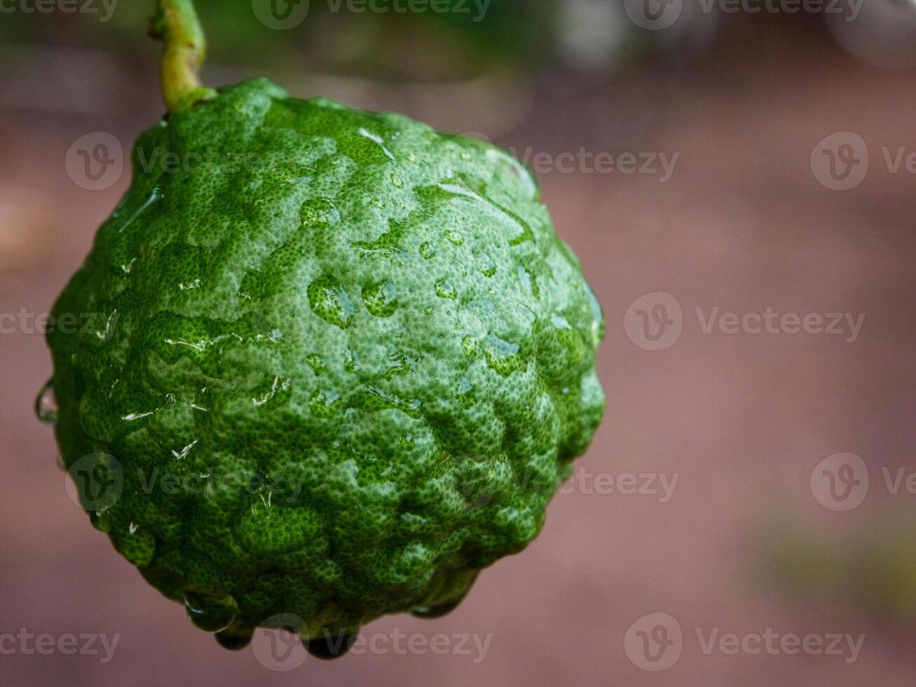 Bergamot and green leaves on the tree. photo