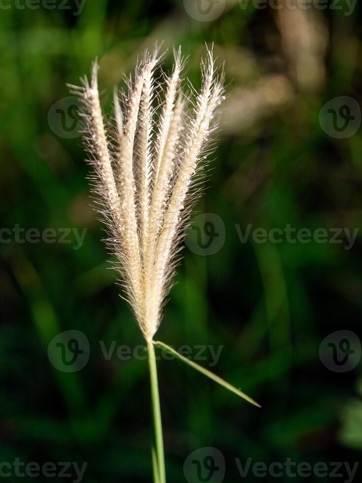 morning grass Flowers sunshine photo