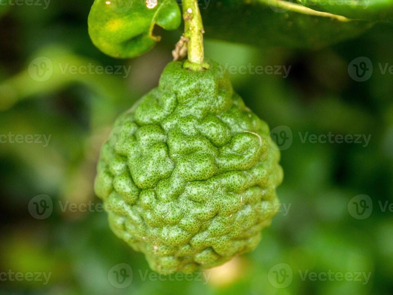 Bergamot and green leaves on the tree. photo