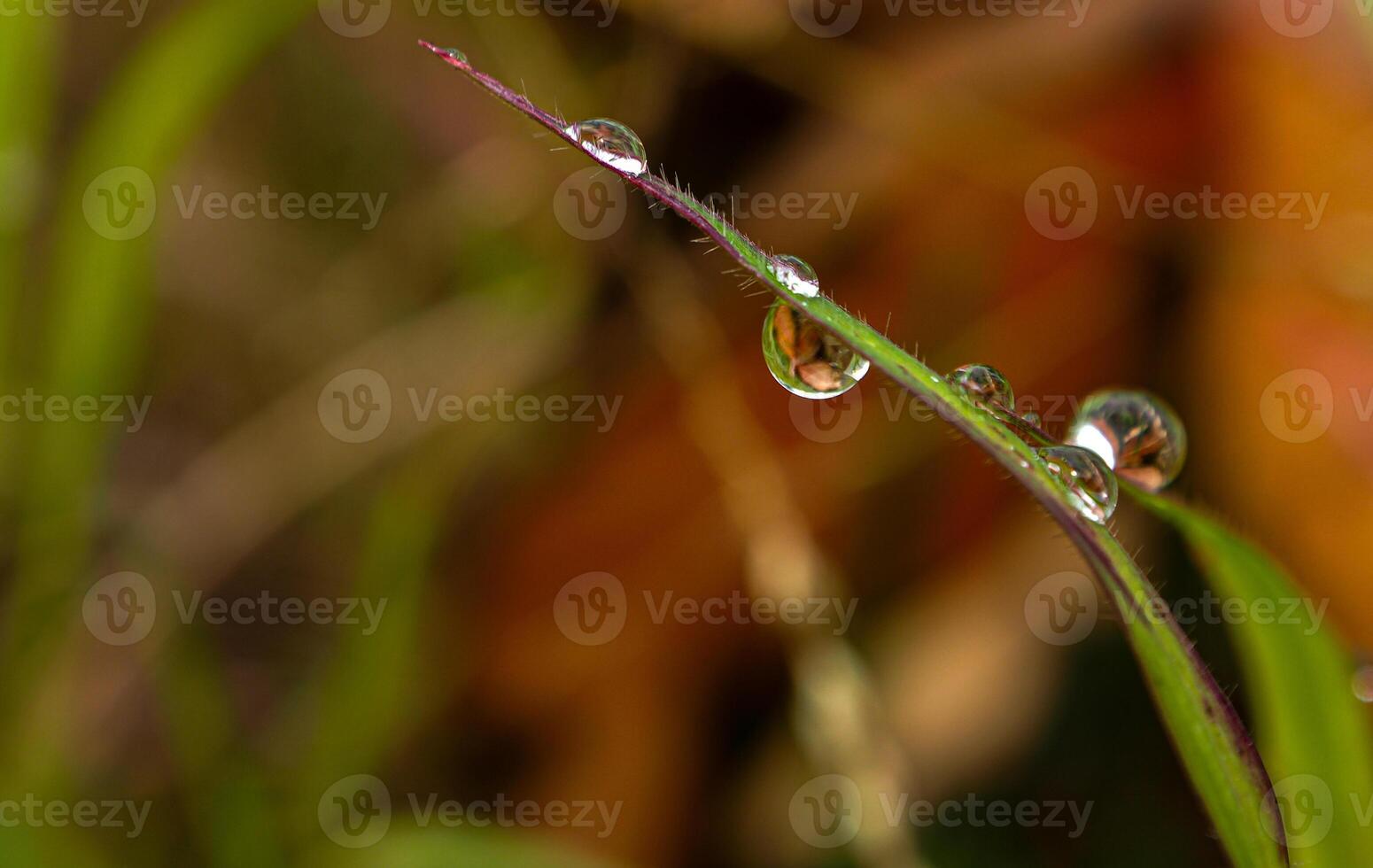 Dew drop on a blade of grass photo