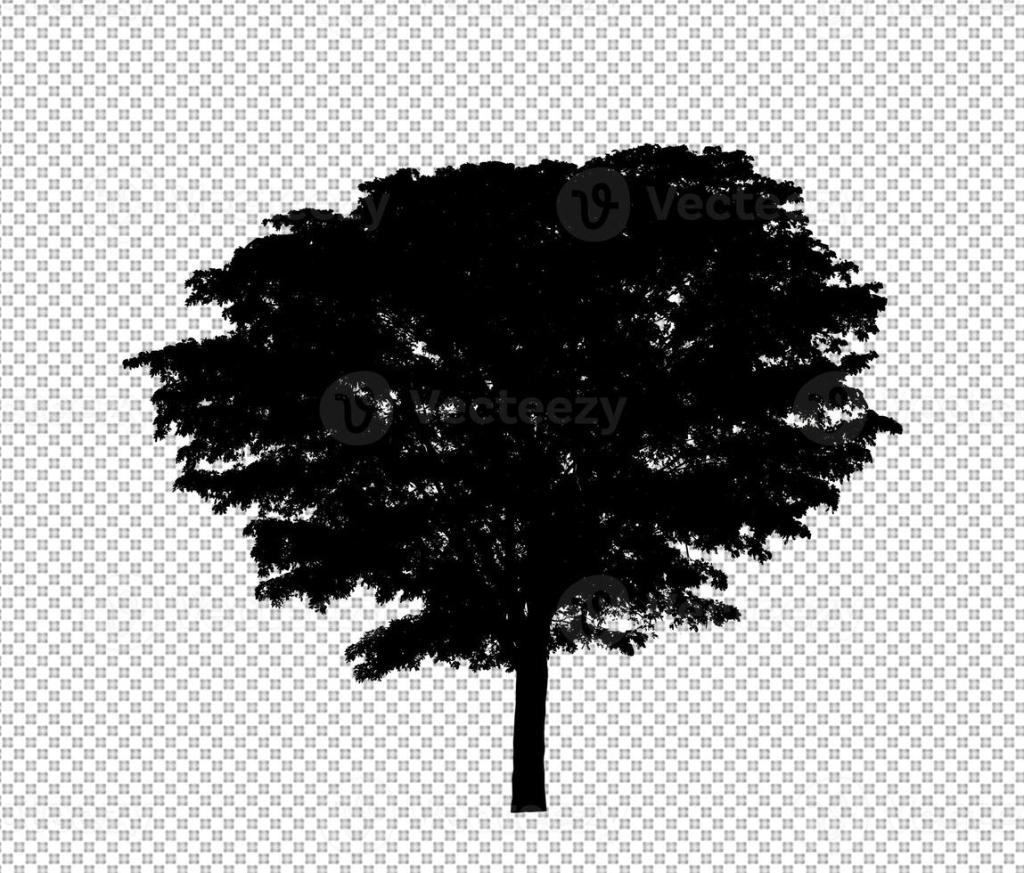 Tree silhouette on transparent background with clipping path and alpha photo