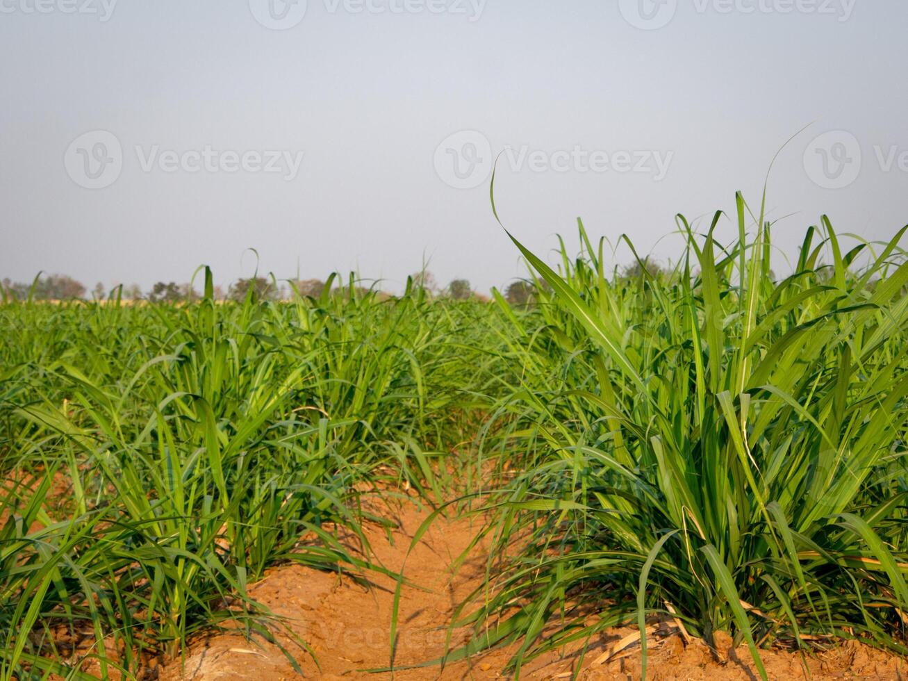 plantaciones de caña de azúcar, la planta agrícola tropical en tailandia foto