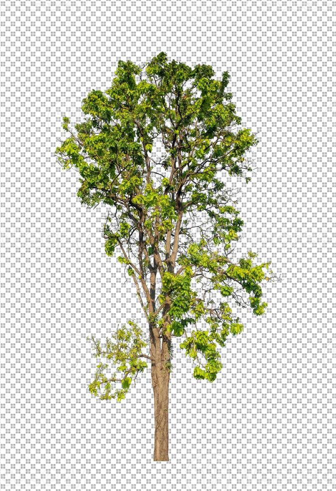 Tree on transparent picture background with clipping path, single tree with clipping path and alpha channel photo