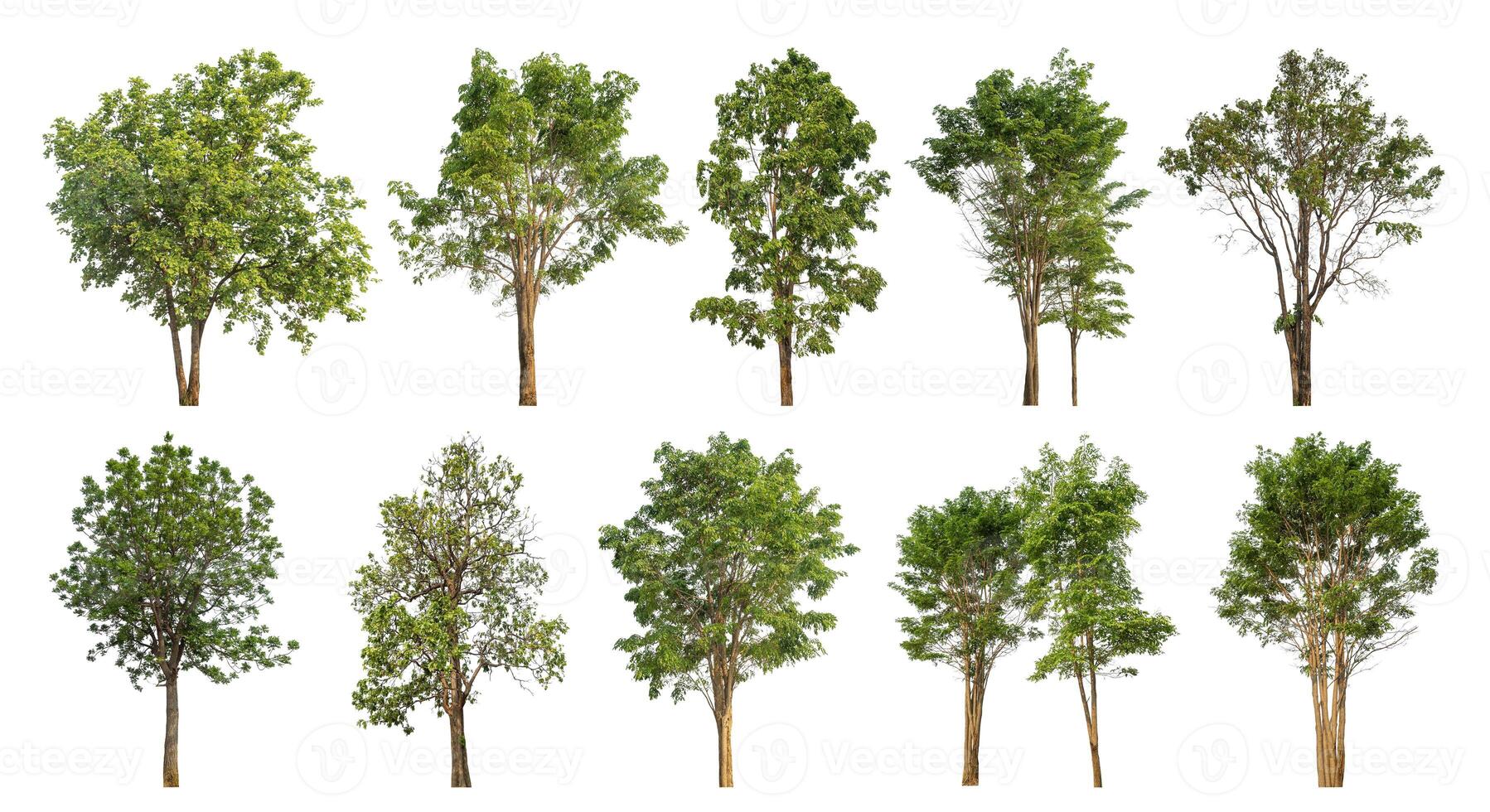 Collection tree cut out from original background and replace with white background for easy to selection. photo