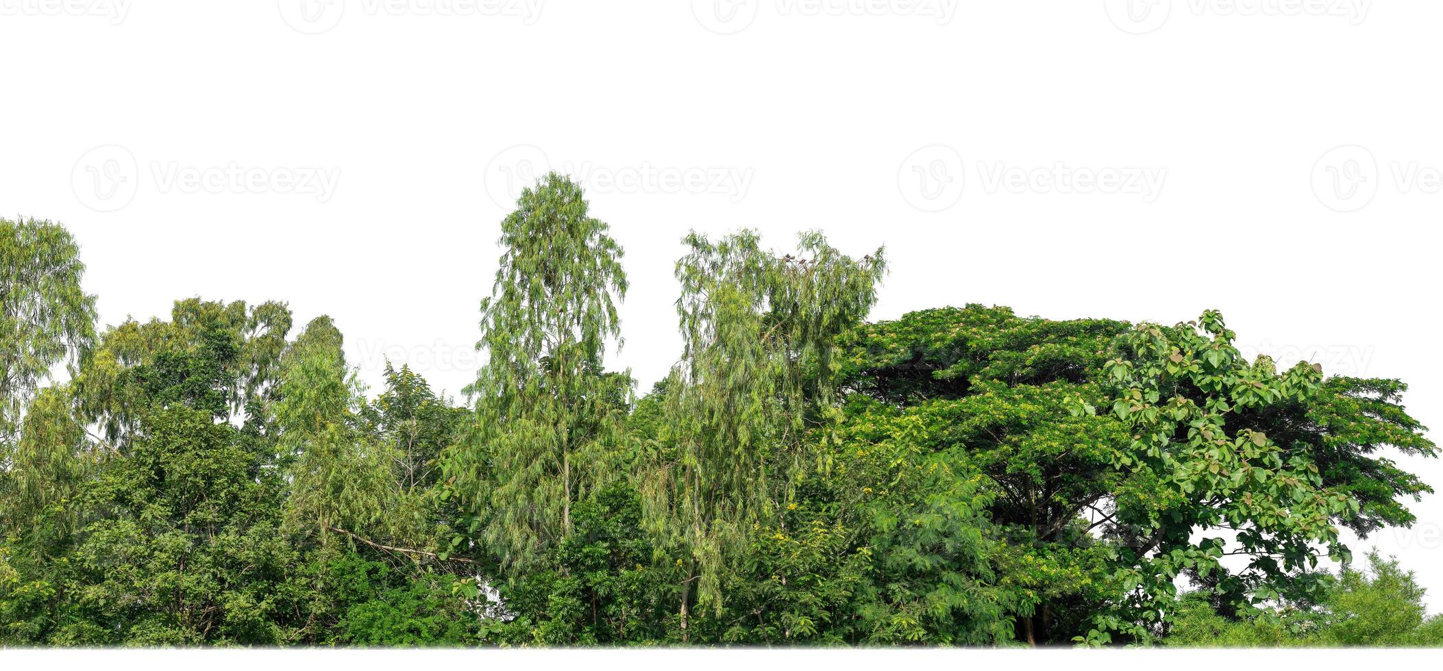 Green Trees isolated on white background.are Forest and foliage in summer for both printing and web pages with cut path and alpha channel photo