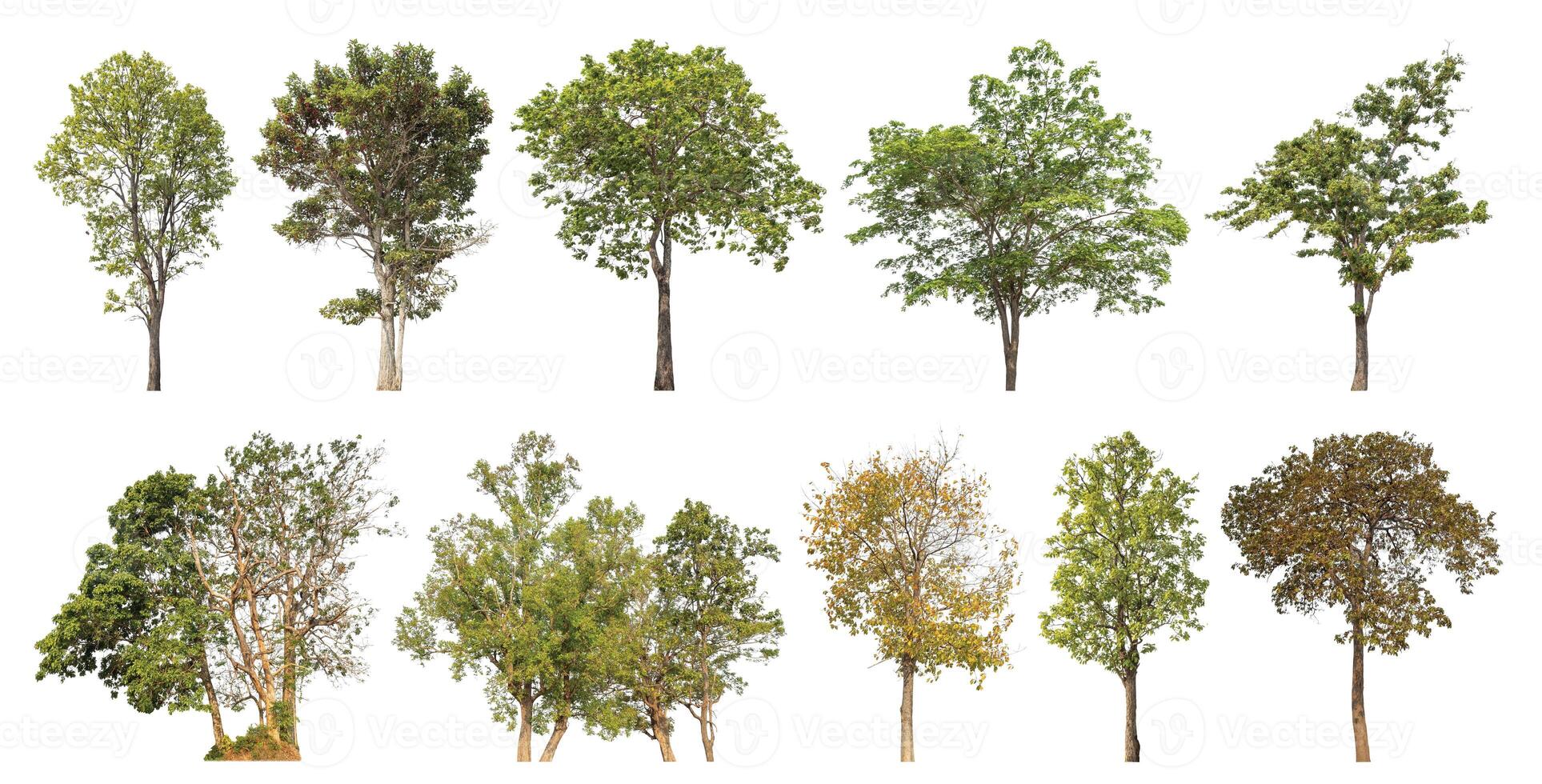 Collection tree cut out from original background and replace with white background for easy to selection. photo