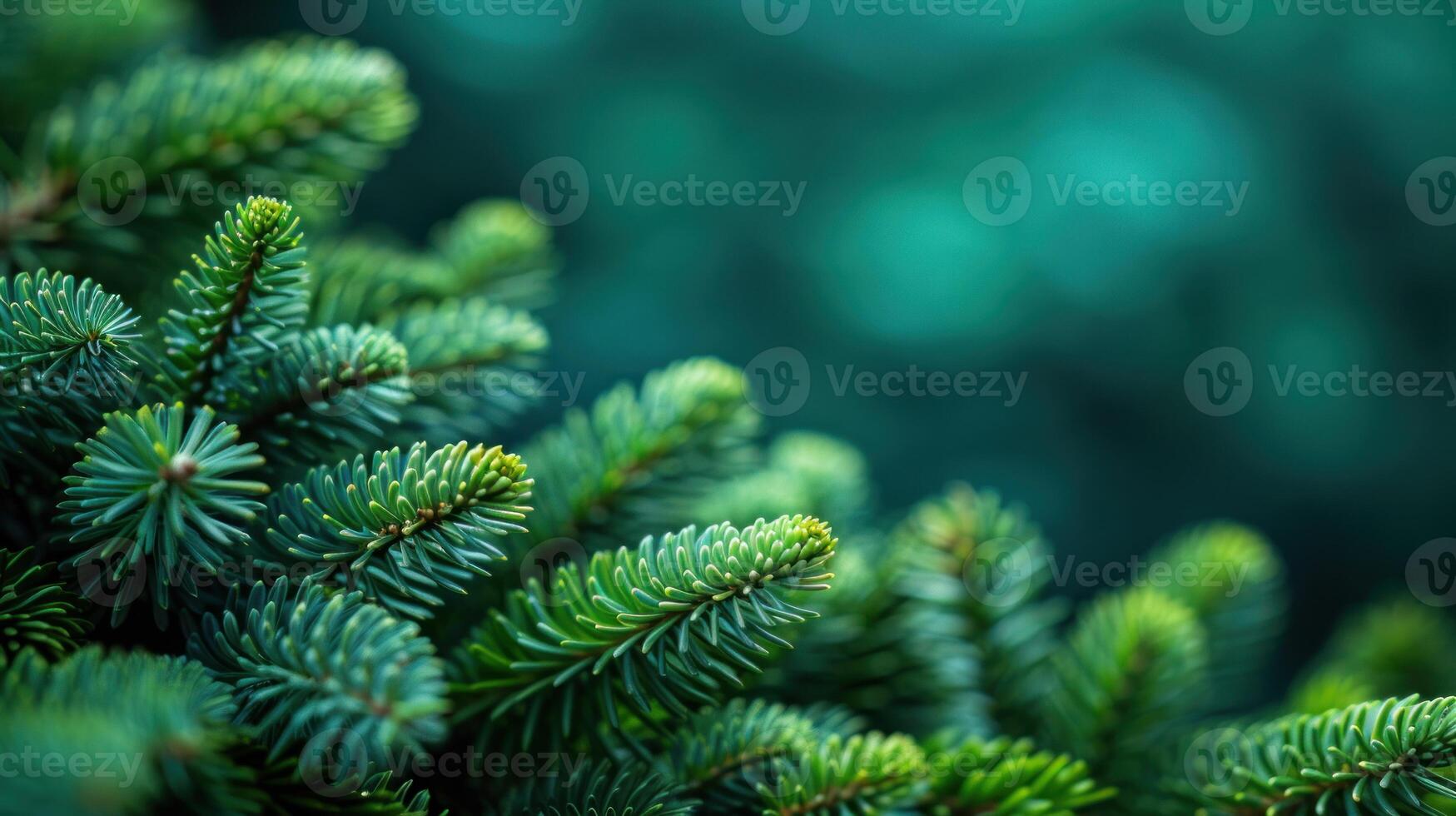 Detailed view of a pine tree branch with needles photo