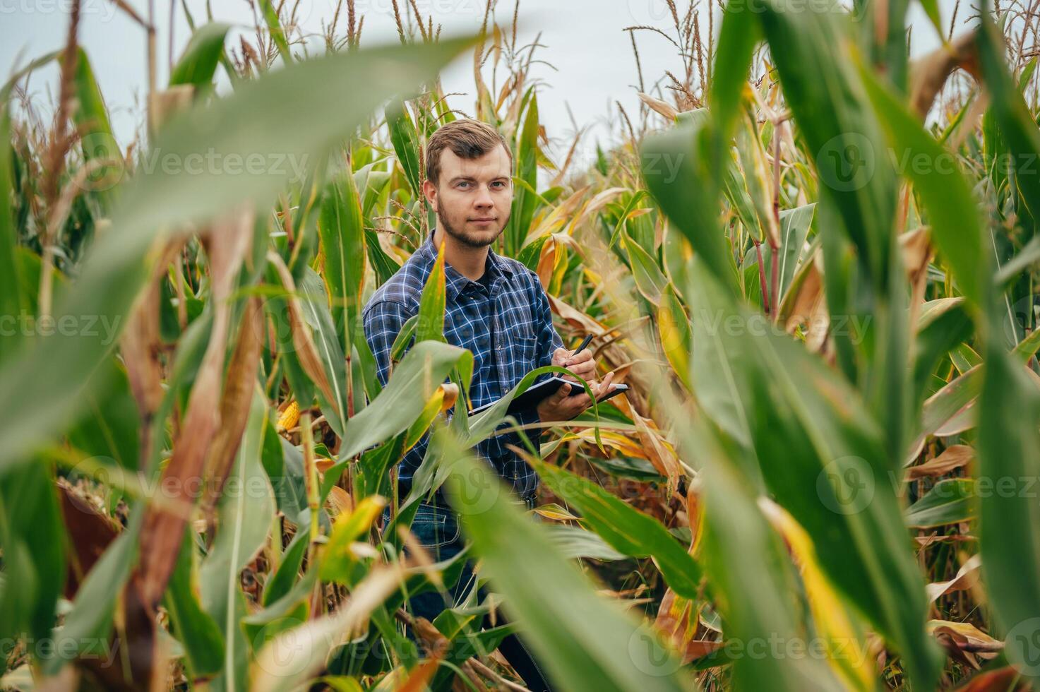 Agronomist holds tablet touch pad computer in the corn field and examining crops before harvesting. Agribusiness concept. agricultural engineer standing in a corn field with a tablet. photo
