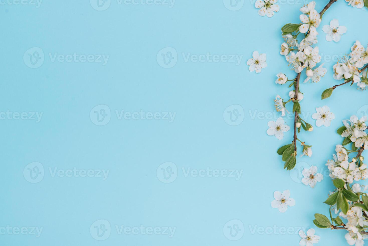 photo of spring white cherry blossom tree on blue background. View from above, flat lay, copy space. Spring and summer background.