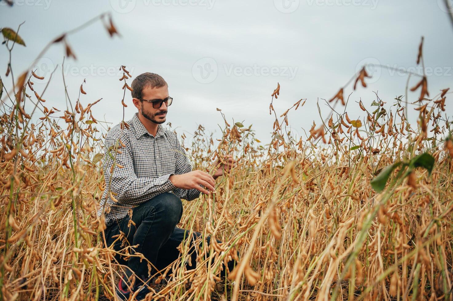 Agronomist holds tablet touch pad computer in the soy field and examining crops before harvesting. Agribusiness concept. agricultural engineer standing in a soy field with a tablet. photo