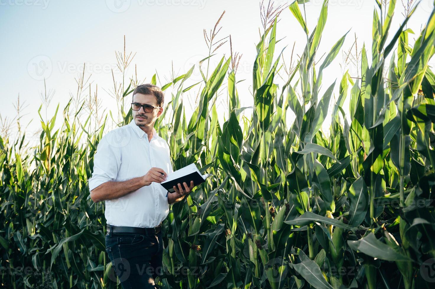 Agronomist holds tablet touch pad computer in the corn field and examining crops before harvesting. Agribusiness concept. agricultural engineer standing in a corn field with a tablet in summer. photo