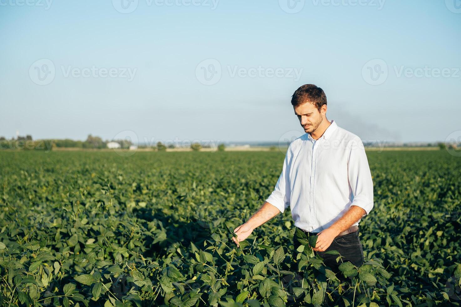 Agronomist holds tablet touch pad computer in the soy field and examining crops before harvesting. Agribusiness concept. agricultural engineer standing in a soy field with a tablet in summer. photo