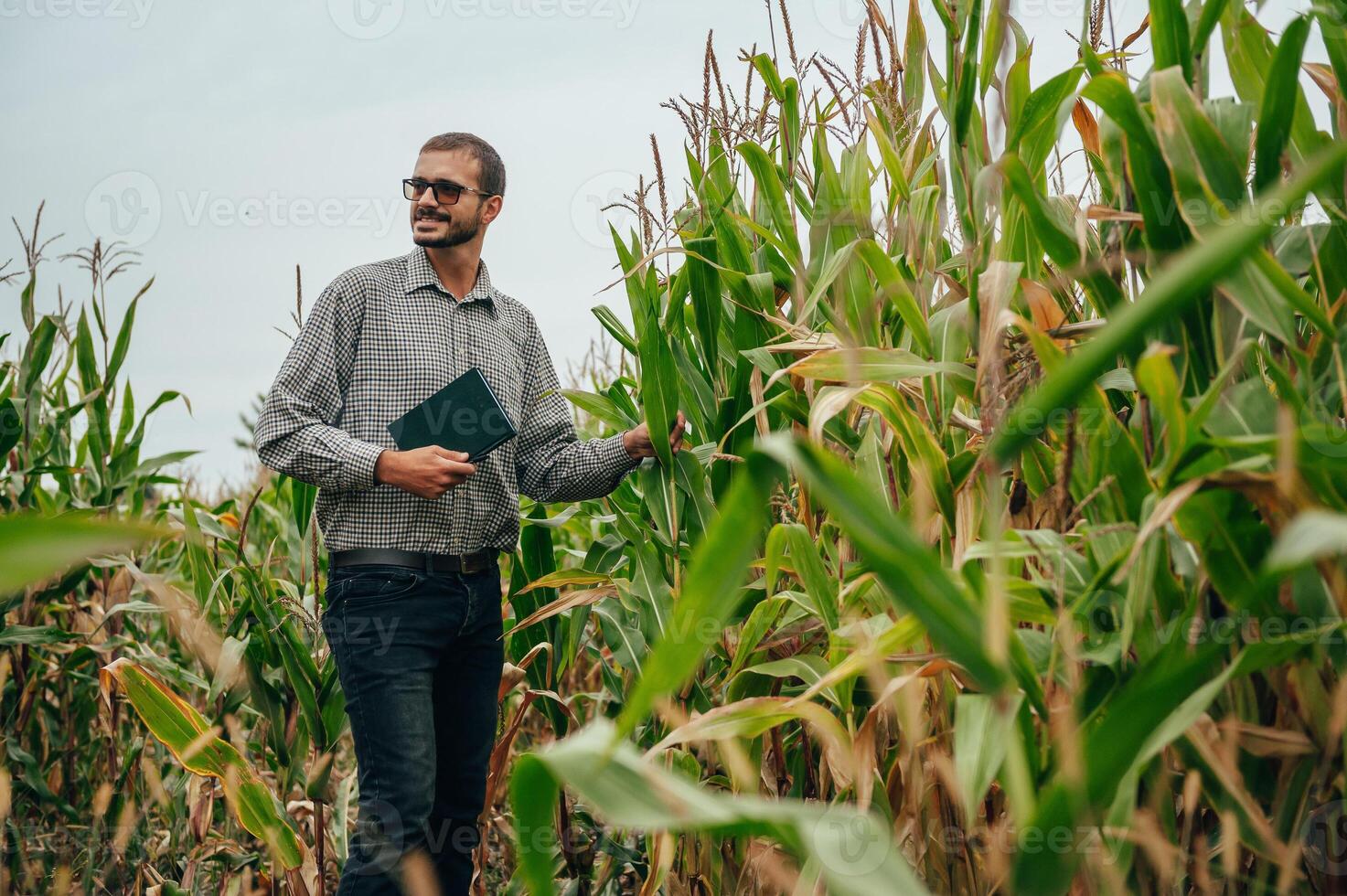 Agronomist holds tablet touch pad computer in the corn field and examining crops before harvesting. Agribusiness concept. agricultural engineer standing in a corn field with a tablet. photo