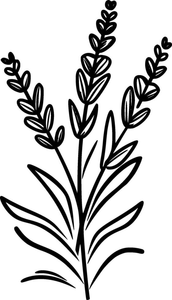 Lavender, Black and White illustration vector