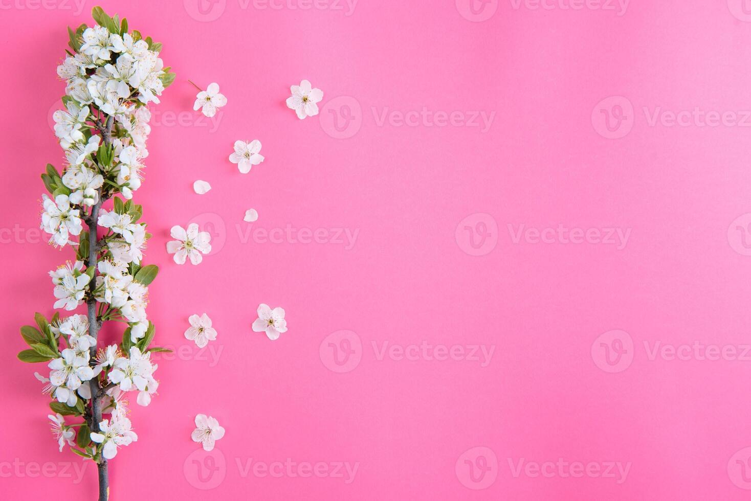 photo of spring white cherry blossom tree on pastel pink background. View from above, flat lay.