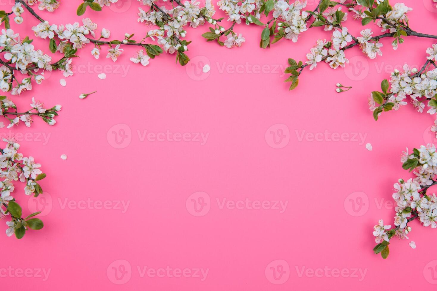 photo of spring white cherry blossom tree on pastel pink background. View from above, flat lay