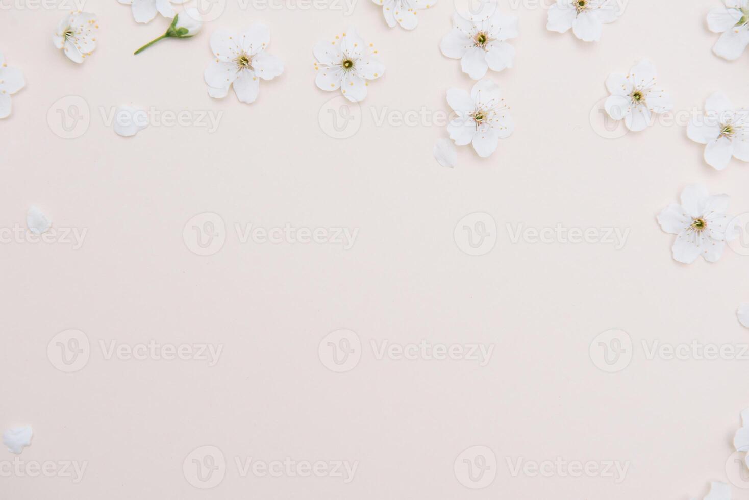 White pastel spring flower on color background . Cherry blossom flower illustration. spring and summer background. Top view photo