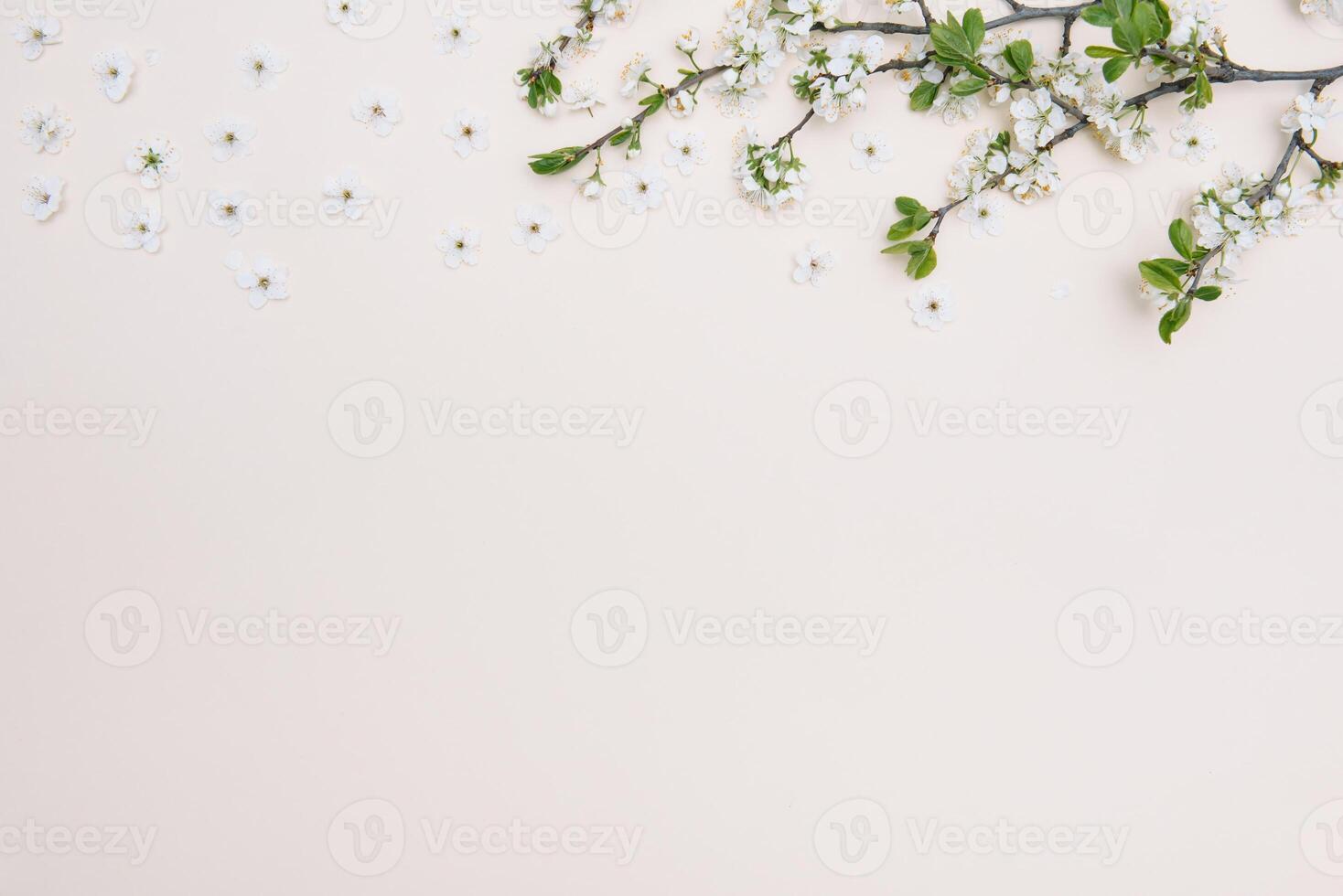 photo of spring white cherry blossom tree on pastel background. View from above, flat lay, copy space. Spring and summer background