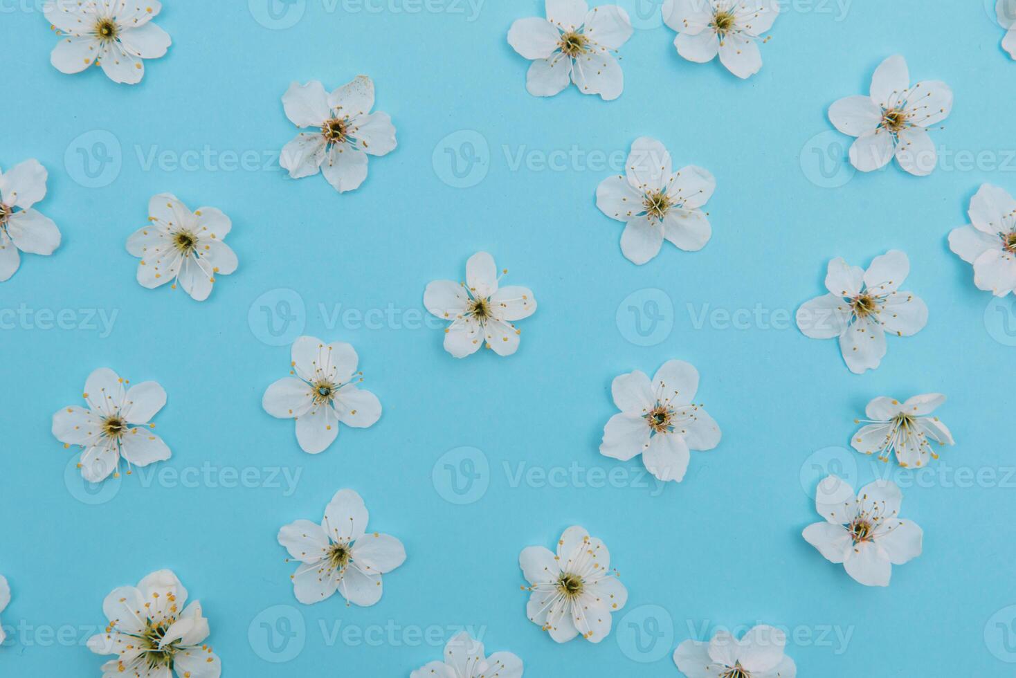 photo of spring white cherry blossom tree on blue background. View from above, flat lay, copy space. Spring and summer background. cherry blossom on a blue background