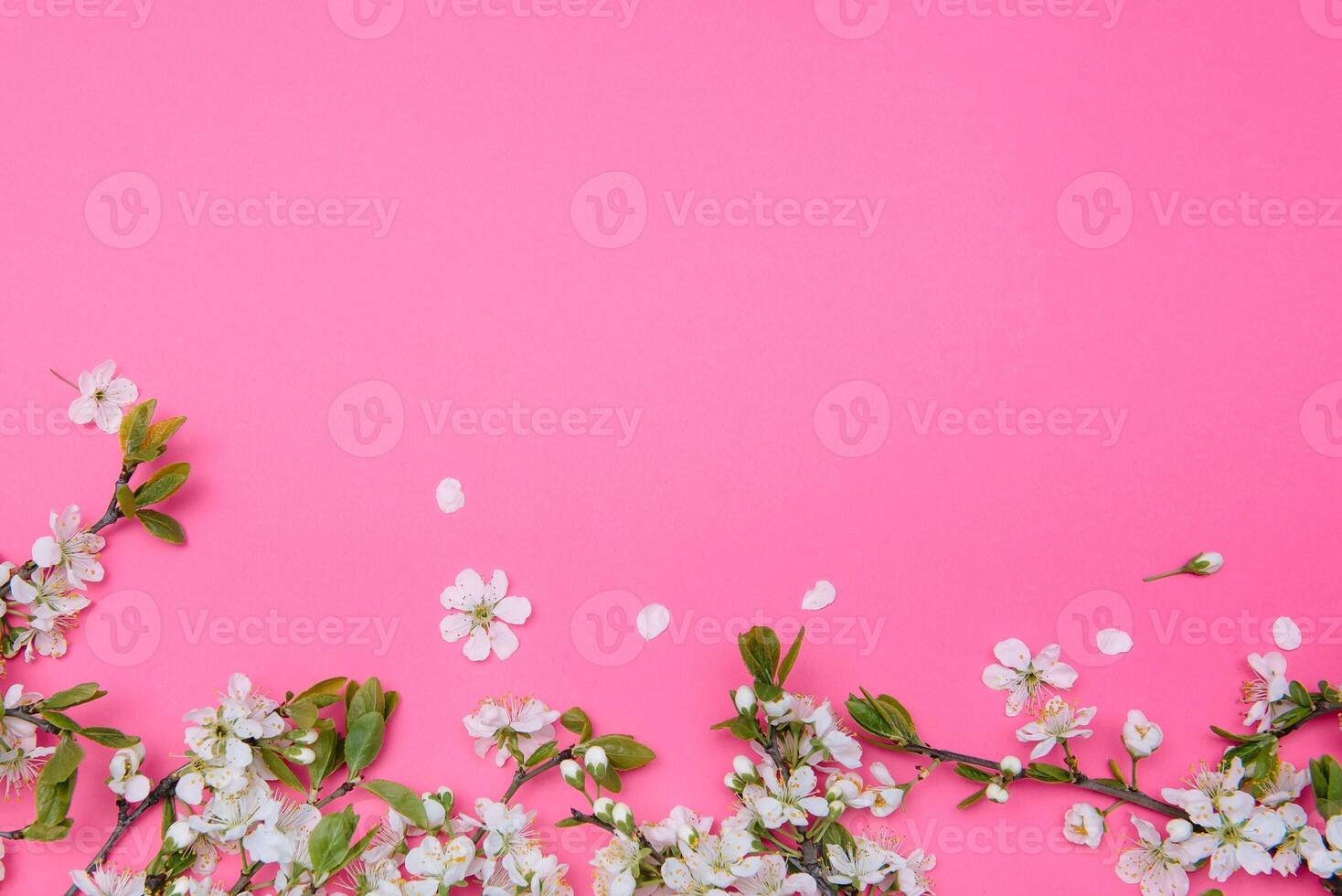 photo of spring white cherry blossom tree on pastel pink background. View from above, flat lay.