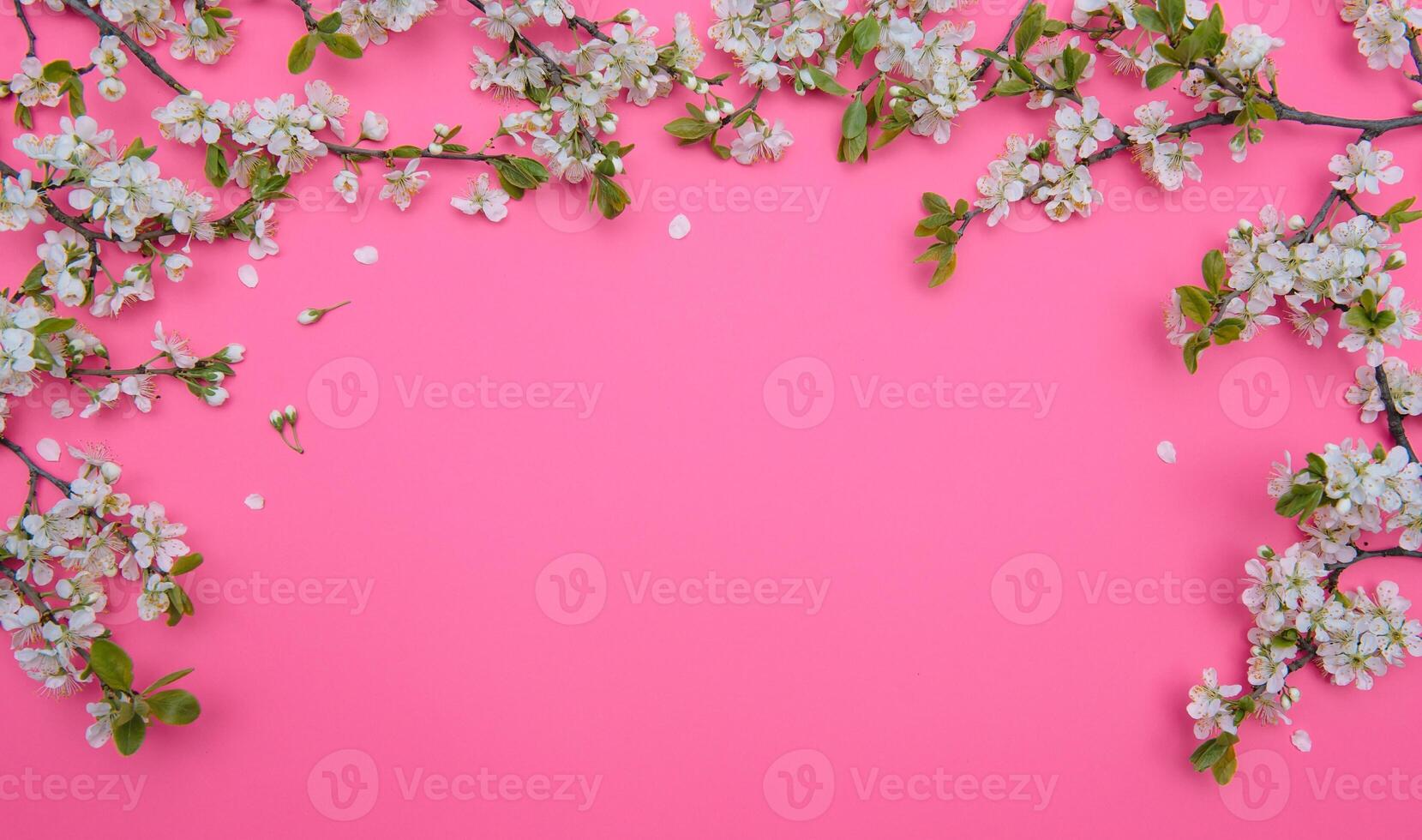 photo of spring white cherry blossom tree on pastel pink background. View from above, flat lay