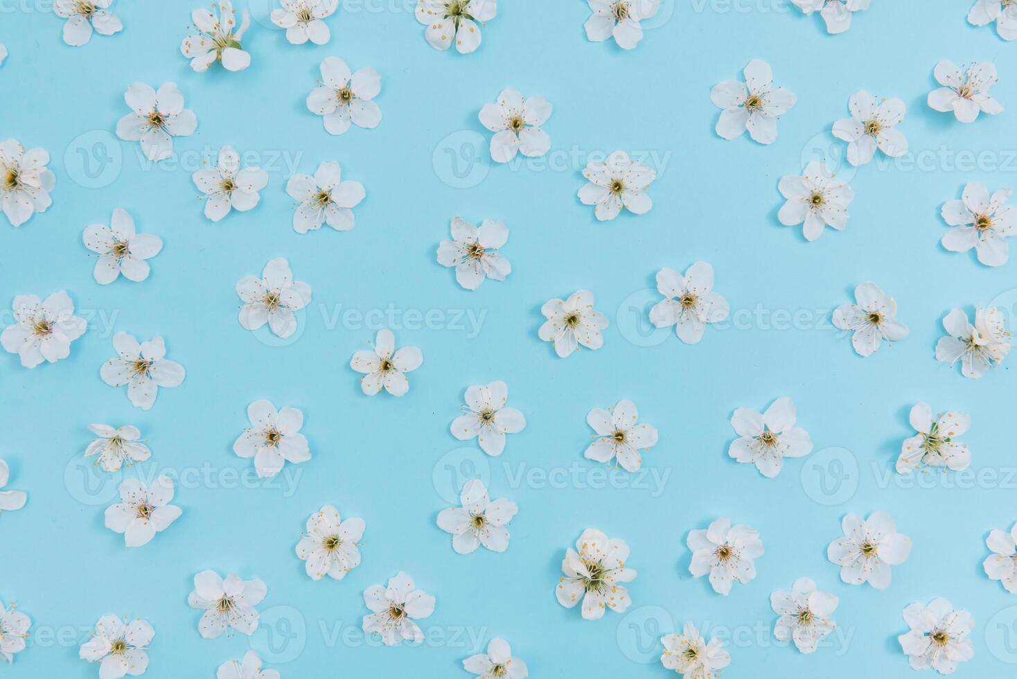 photo of spring white cherry blossom tree on blue background. View from above, flat lay, copy space. Spring and summer background. cherry blossom on a blue background