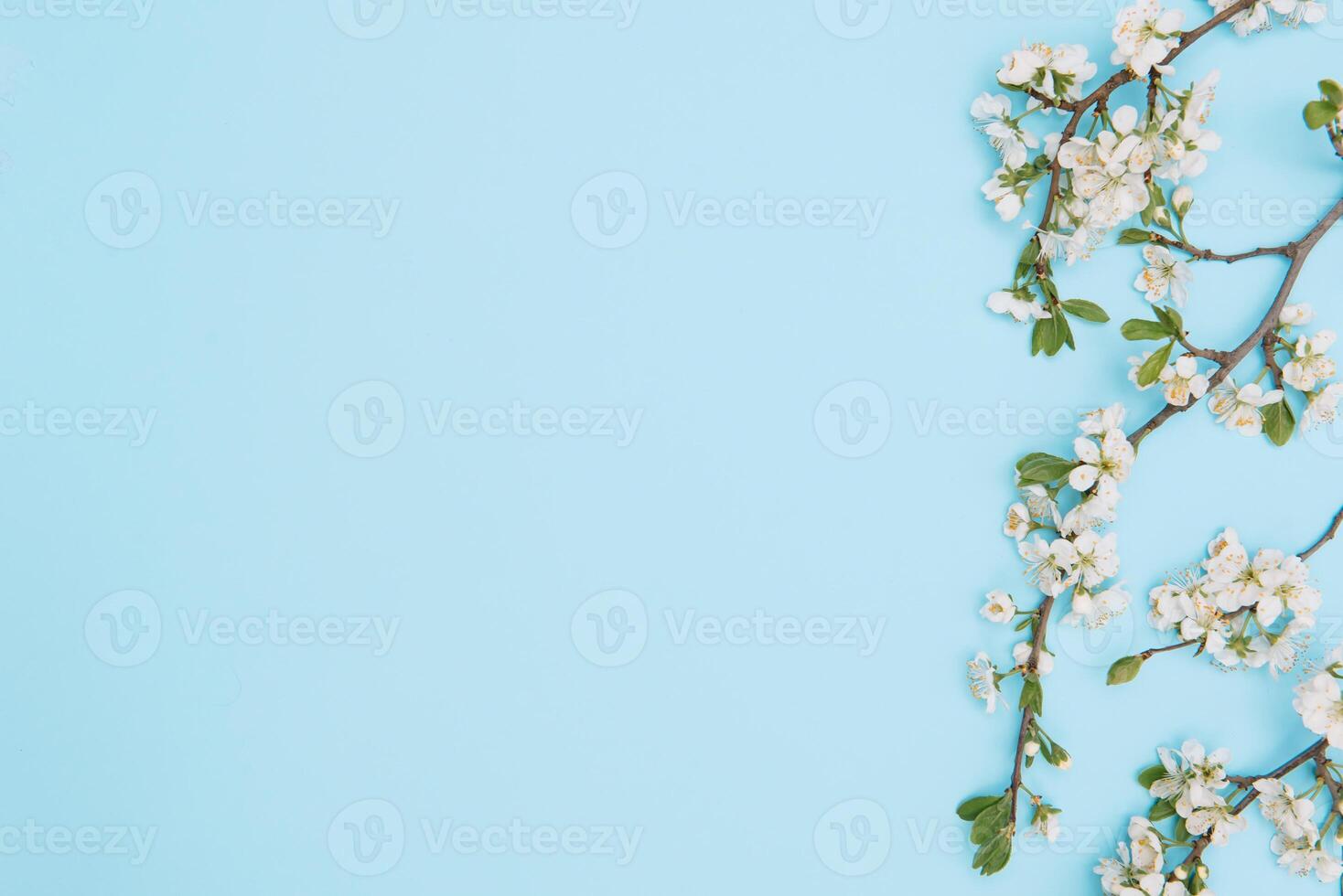 photo of spring white cherry blossom tree on blue background. View from above, flat lay, copy space. Spring and summer background.