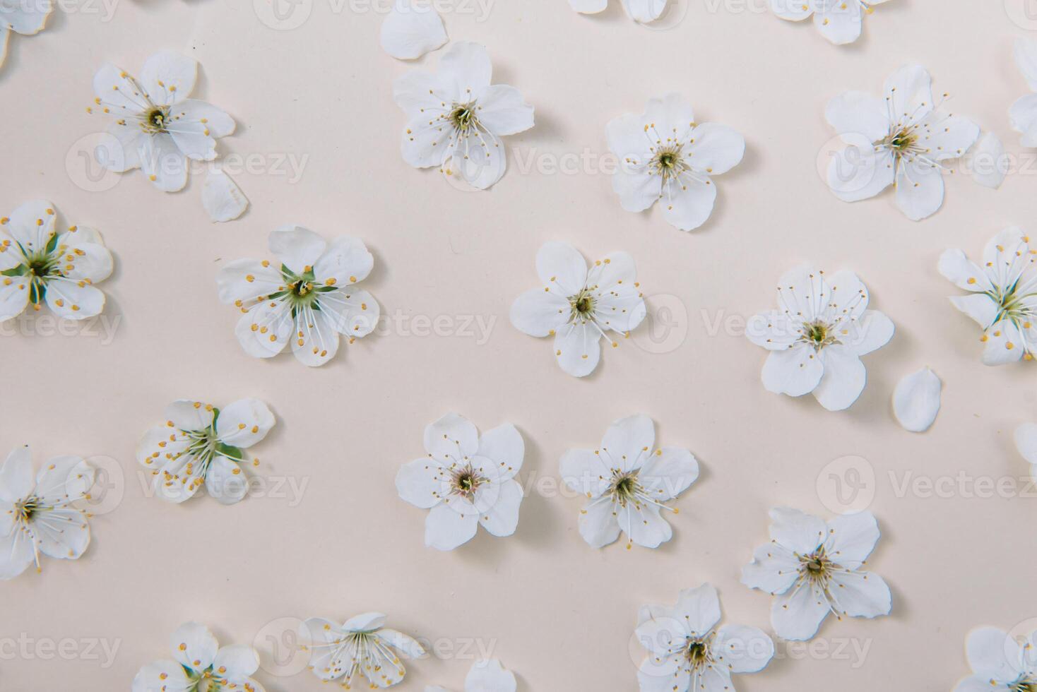 White pastel spring flower on color background . Cherry blossom flower illustration. spring and summer background. Top view. photo