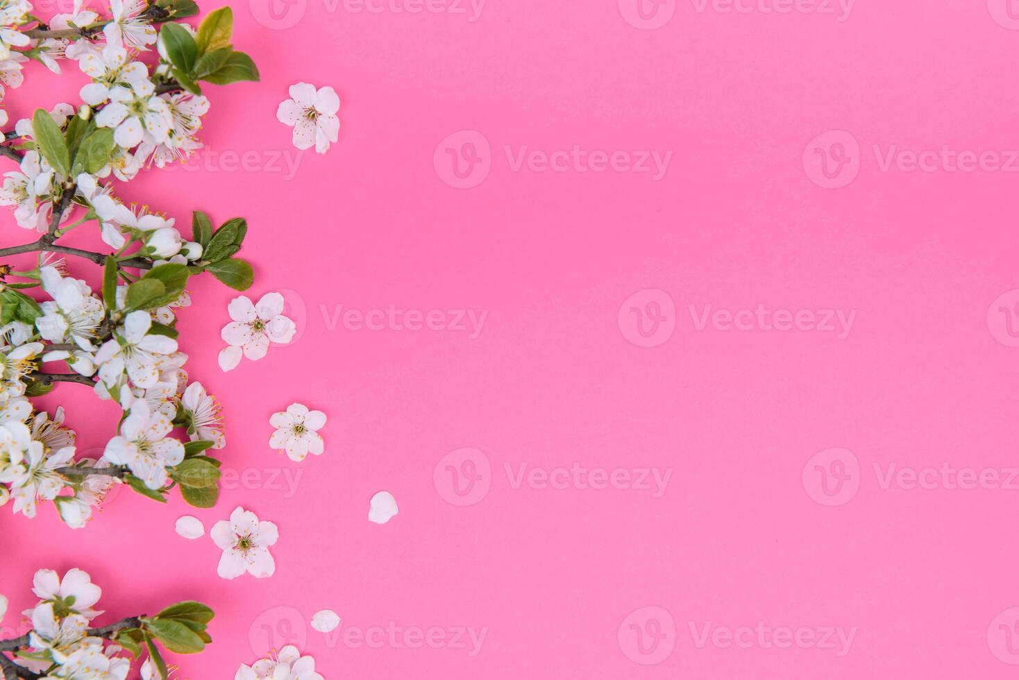 photo of spring white cherry blossom tree on pink background. View from above, flat lay, copy space. Spring and summer background