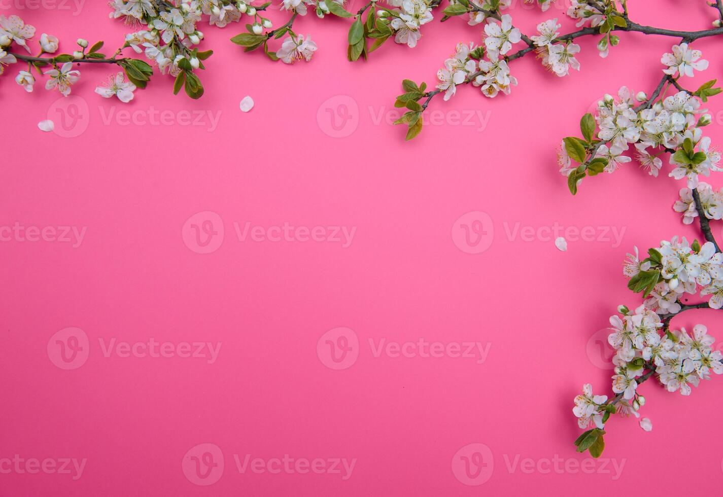 photo of spring white cherry blossom tree on pink background. View from above, flat lay, copy space. Spring and summer background