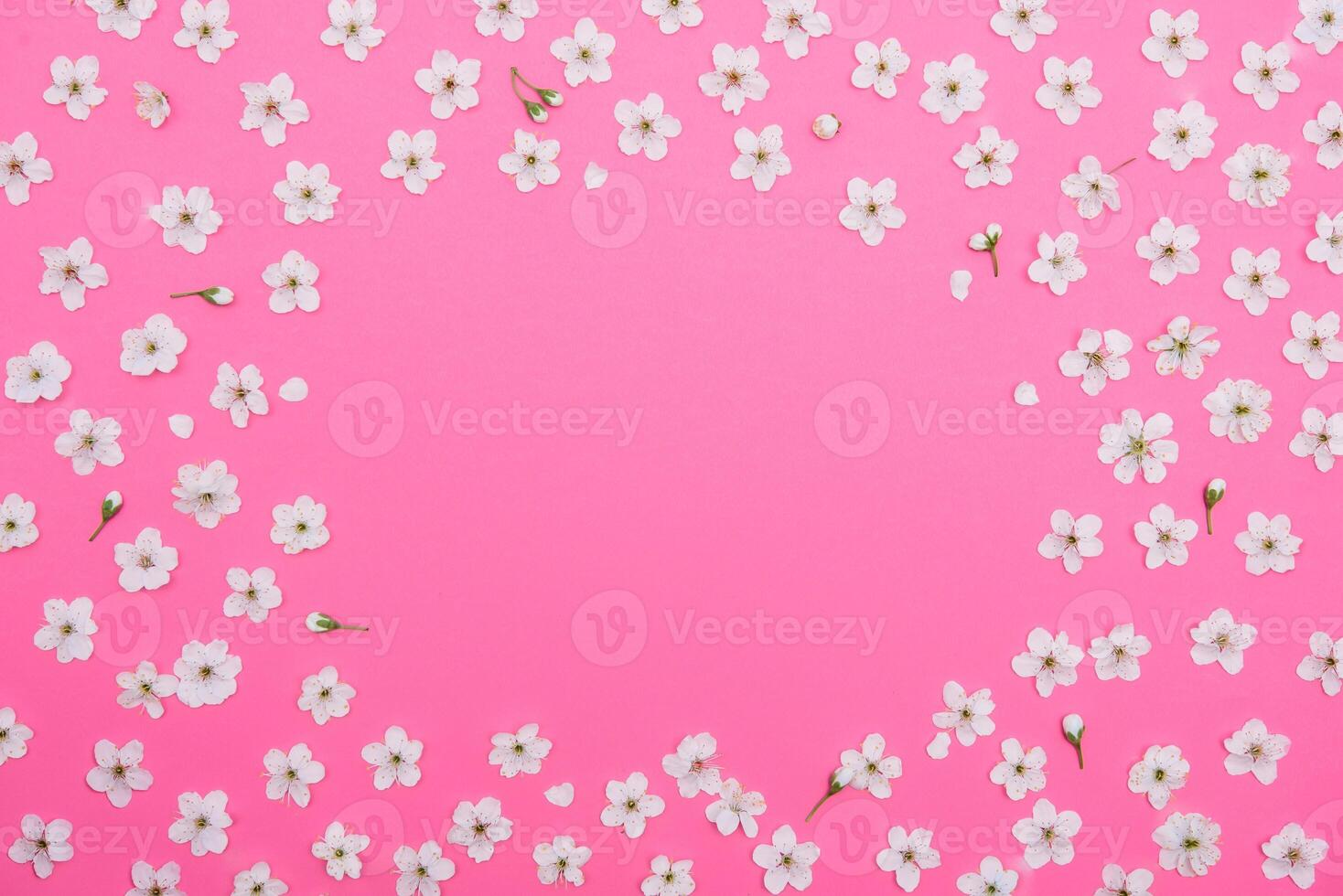 cherry flowers on the pink background. spring background. photo