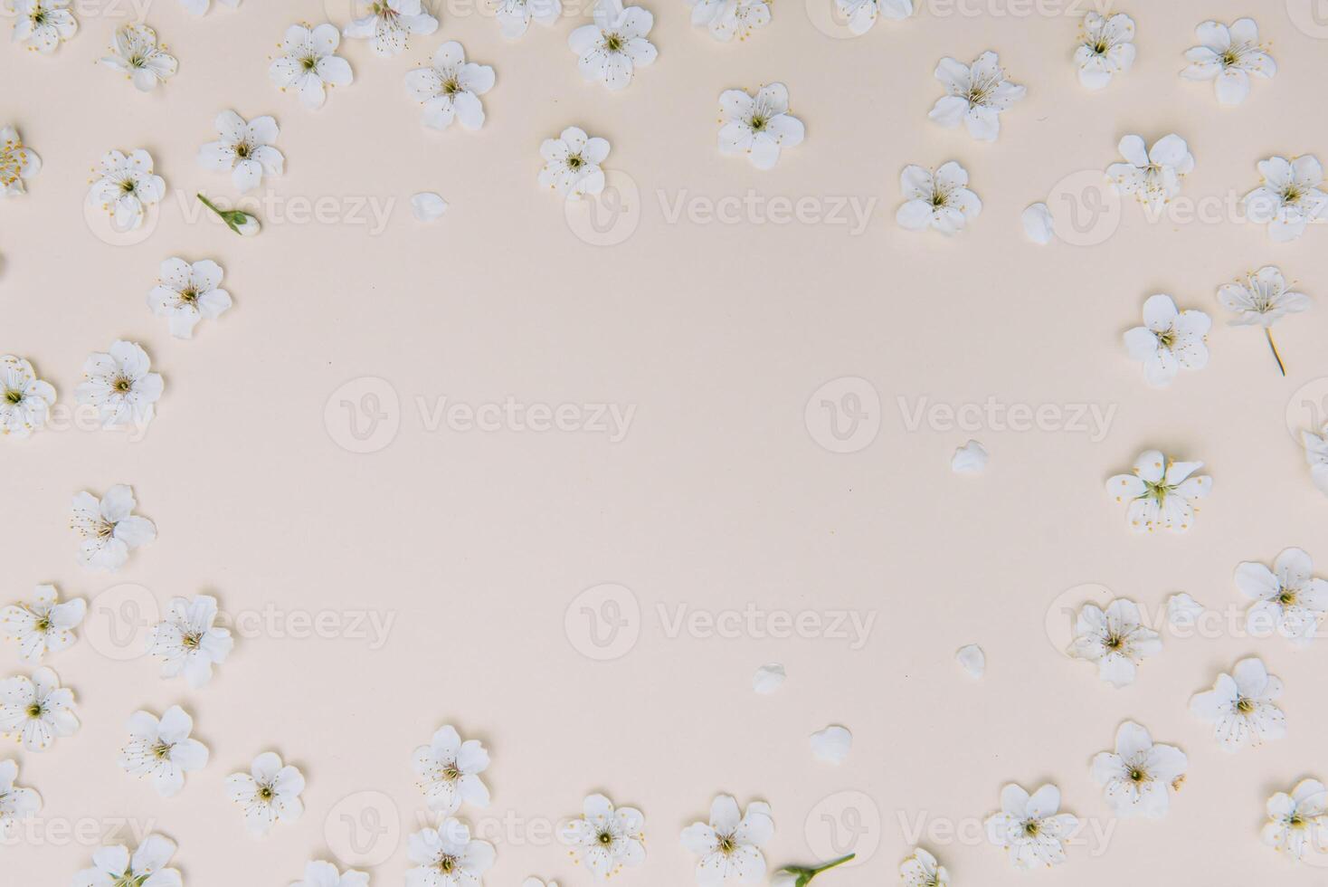 White pastel spring flower on color background . Cherry blossom flower illustration. spring and summer background. Top view. photo