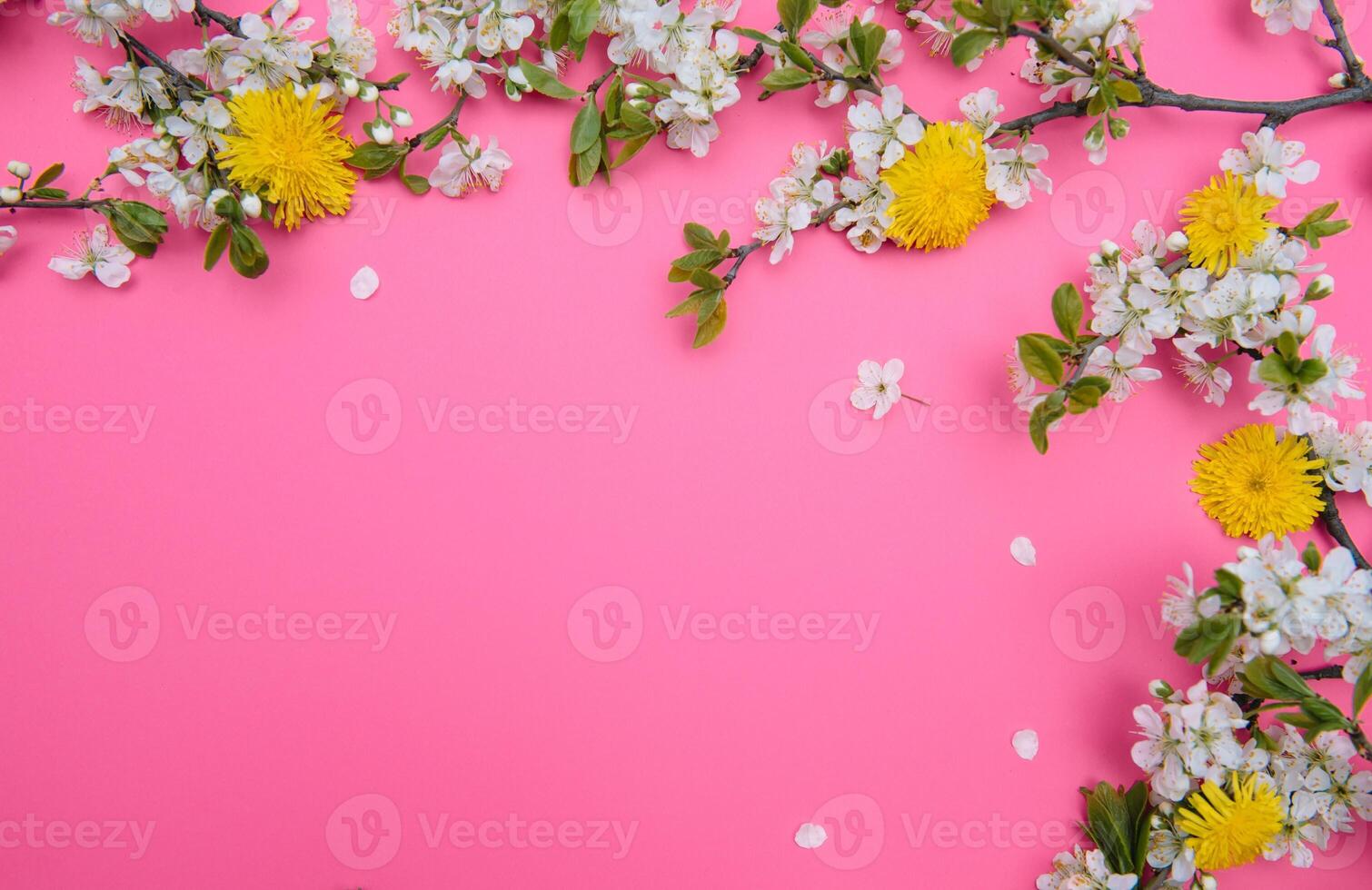 photo of spring white cherry blossom tree on pink background. View from above, flat lay, copy space. Spring and summer background