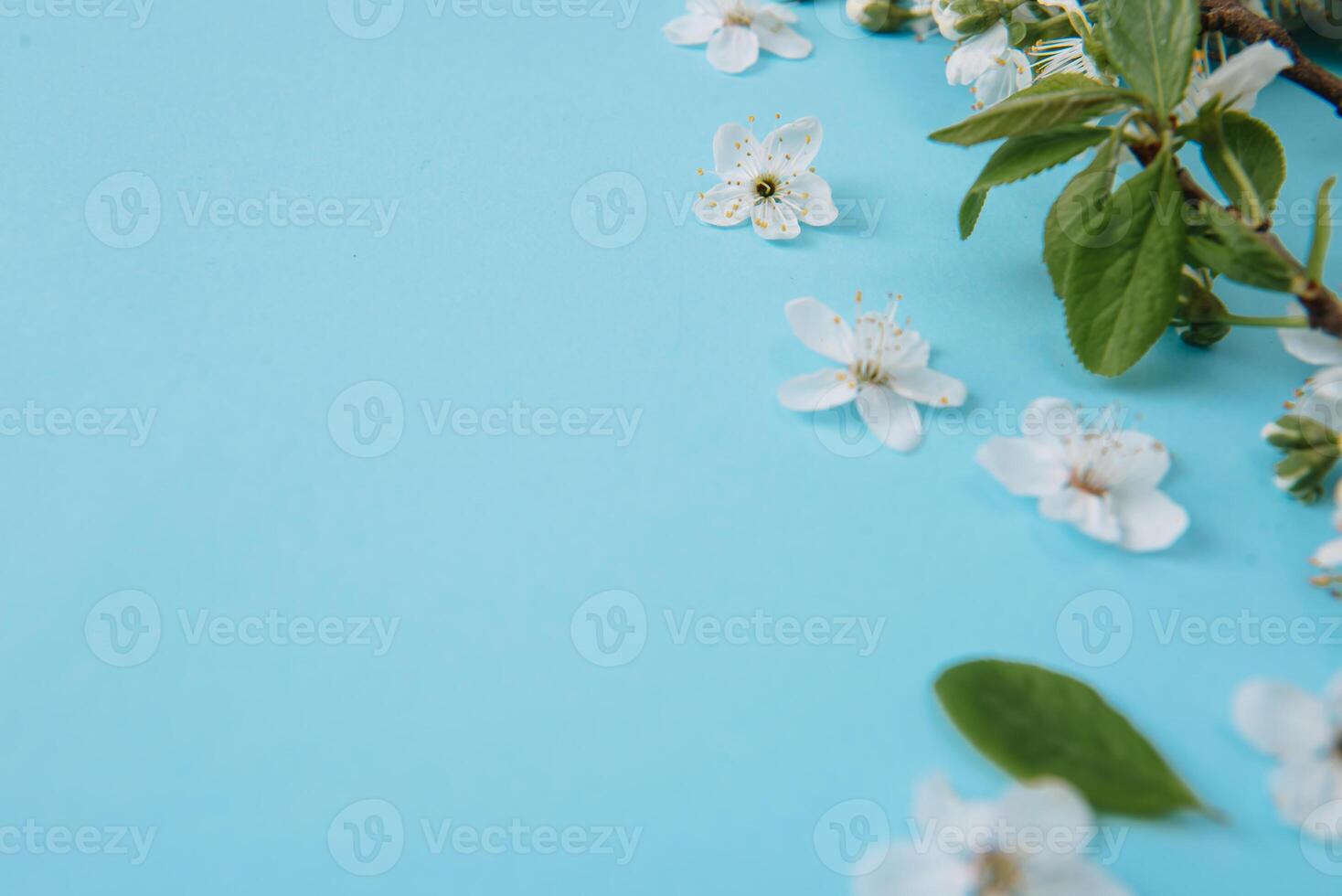 photo of spring white cherry blossom tree on blue background. View from above, flat lay, copy space. Spring and summer background.