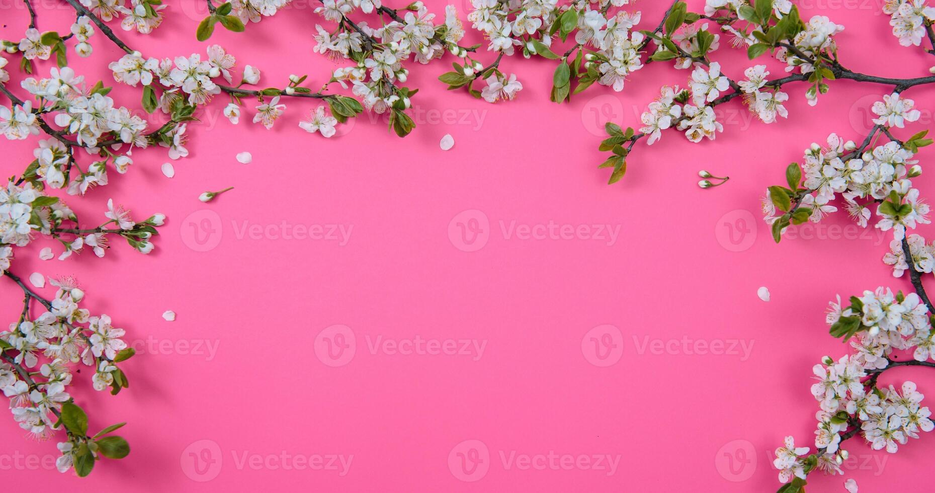 photo of spring white cherry blossom tree on pink background. View from above, flat lay, copy space. Spring and summer background.