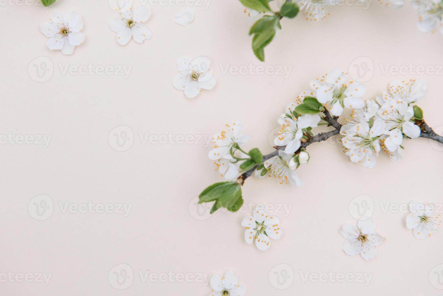 Spring nature background with lovely blossom in yellow pastel color, top view, banner. Springtime concept. photo