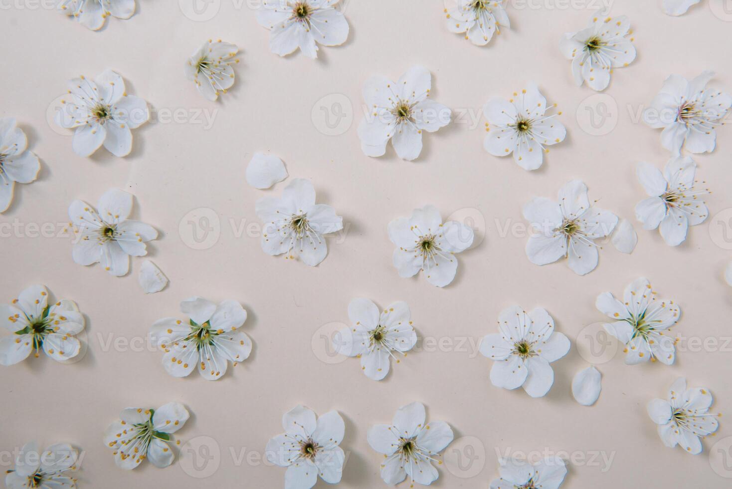 White pastel spring flower on color background . Cherry blossom flower illustration. spring and summer background. Top view. photo