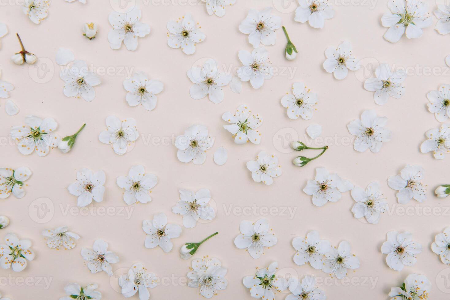 White pastel spring flower on color background . Cherry blossom flower illustration. spring and summer background. Top view. photo