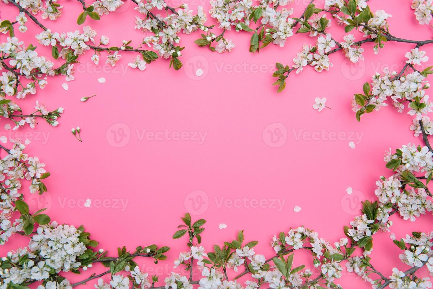 photo of spring white cherry blossom tree on pink background. View from above, flat lay, copy space. Spring and summer background