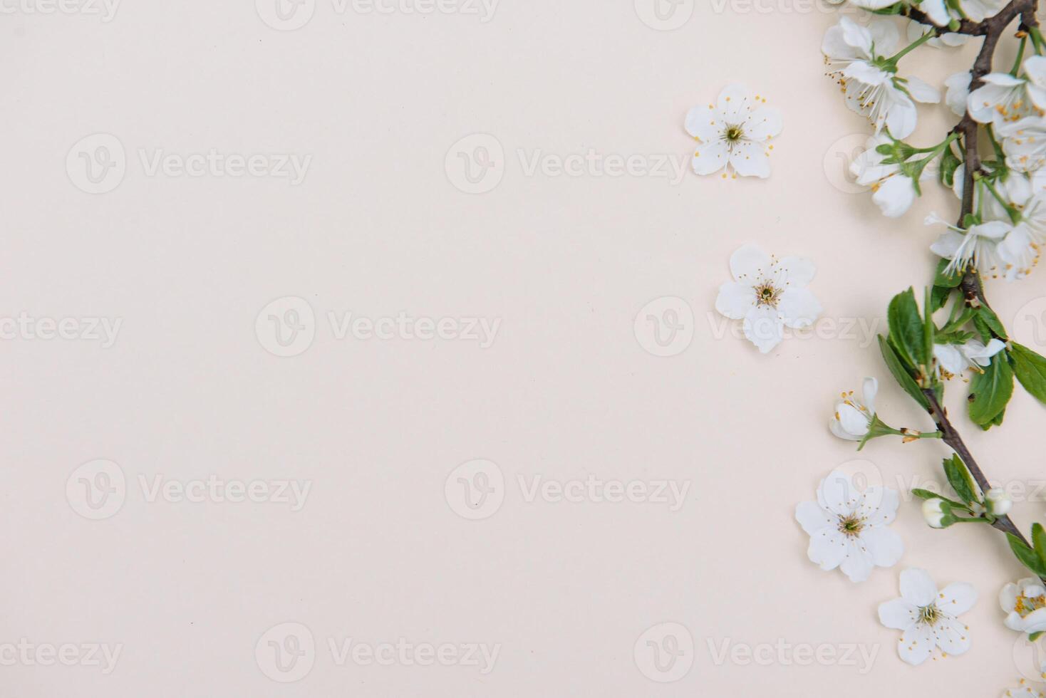 photo of spring white cherry blossom tree on pastel background. View from above, flat lay, copy space. Spring and summer background