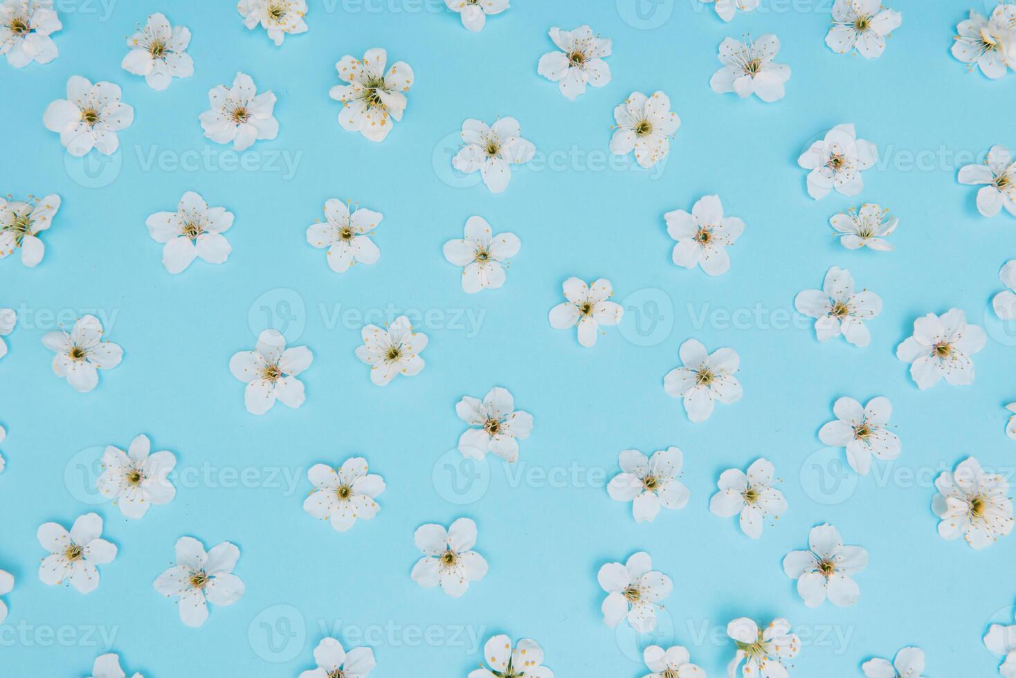 photo of spring white cherry blossom tree on blue background. View from above, flat lay, copy space. Spring and summer background. cherry blossom on a blue background
