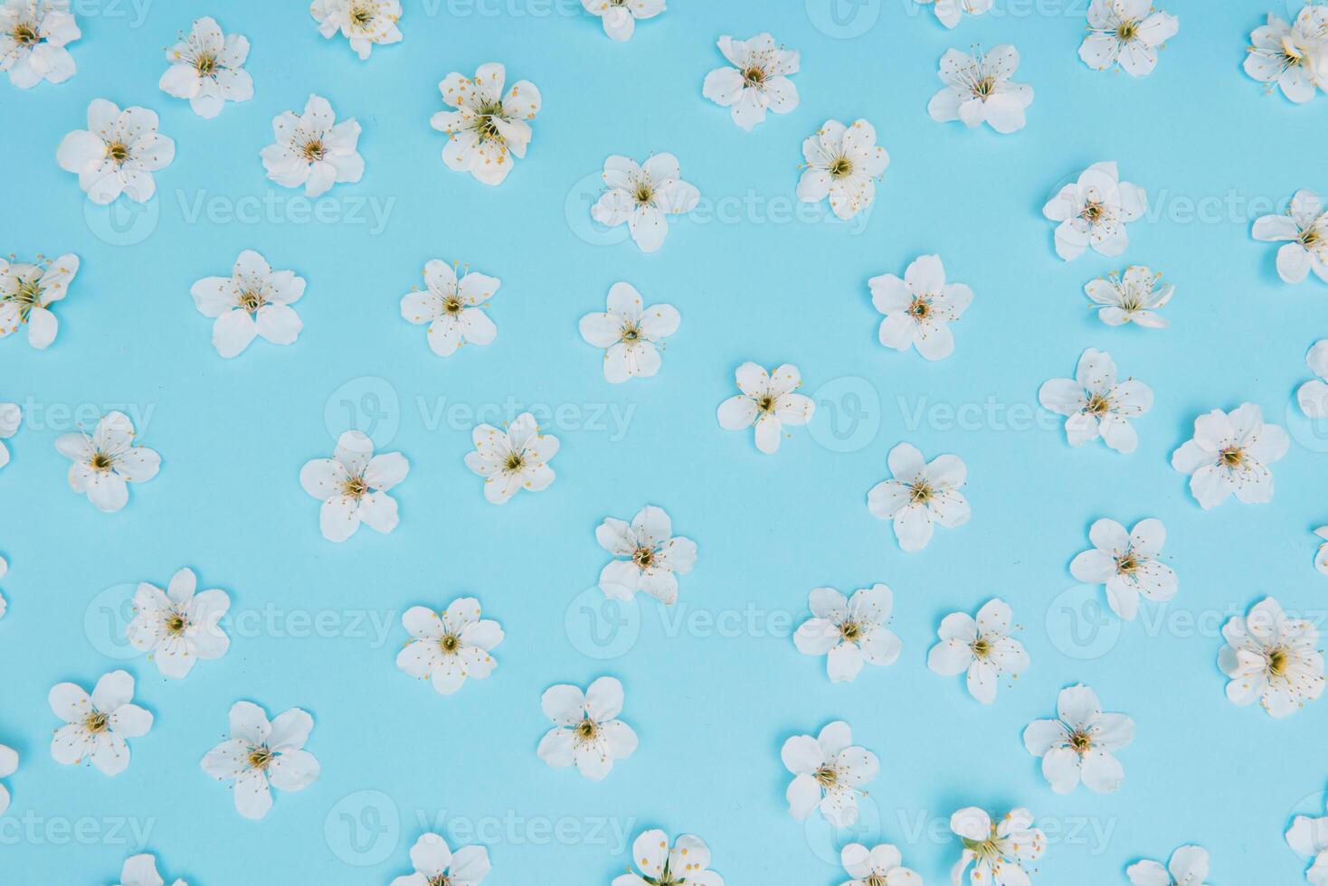 foto de primavera blanco Cereza florecer árbol en azul antecedentes. ver desde arriba, plano poner, Copiar espacio. primavera y verano antecedentes. Cereza florecer en un azul antecedentes