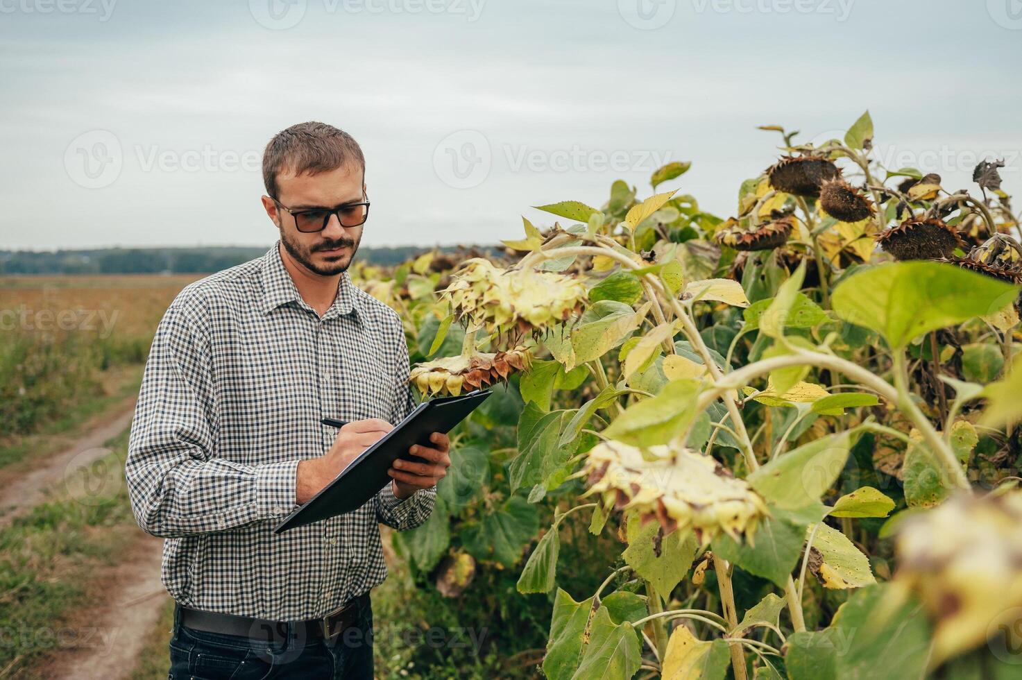 Agronomist holds tablet touch pad computer in the sunflower field and examining crops before harvesting. Agribusiness concept. agricultural engineer standing in a sunflower field with a tablet. photo