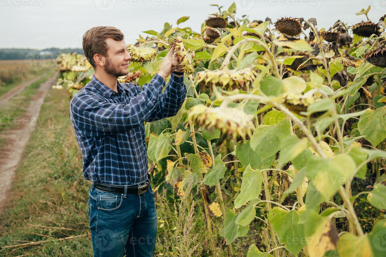 Agronomist holds tablet touch pad computer in the sunflower field and examining crops before harvesting. Agribusiness concept. agricultural engineer standing in a sunflower field with a tablet. photo