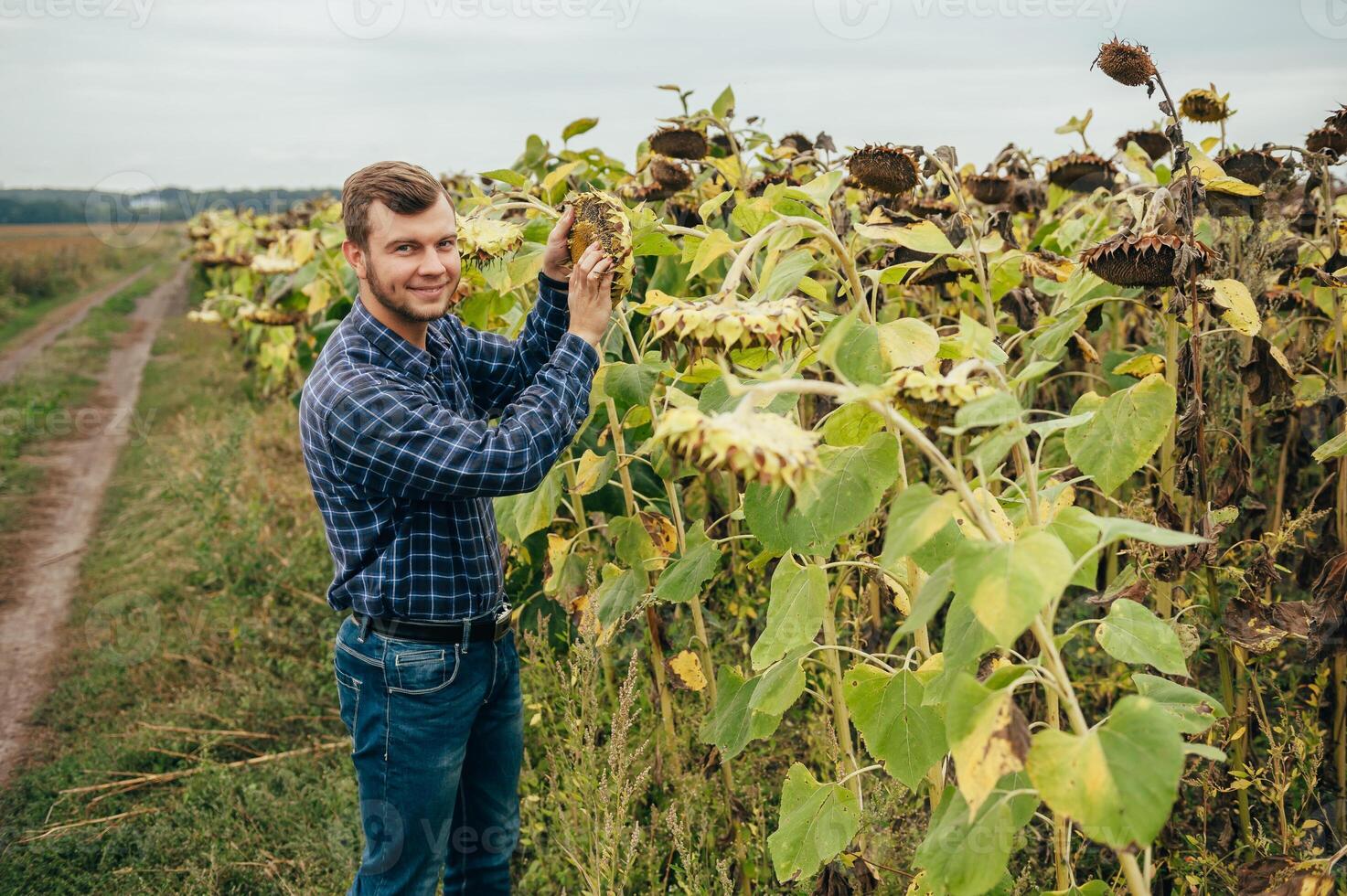 Agronomist holds tablet touch pad computer in the sunflower field and examining crops before harvesting. Agribusiness concept. agricultural engineer standing in a sunflower field with a tablet. photo