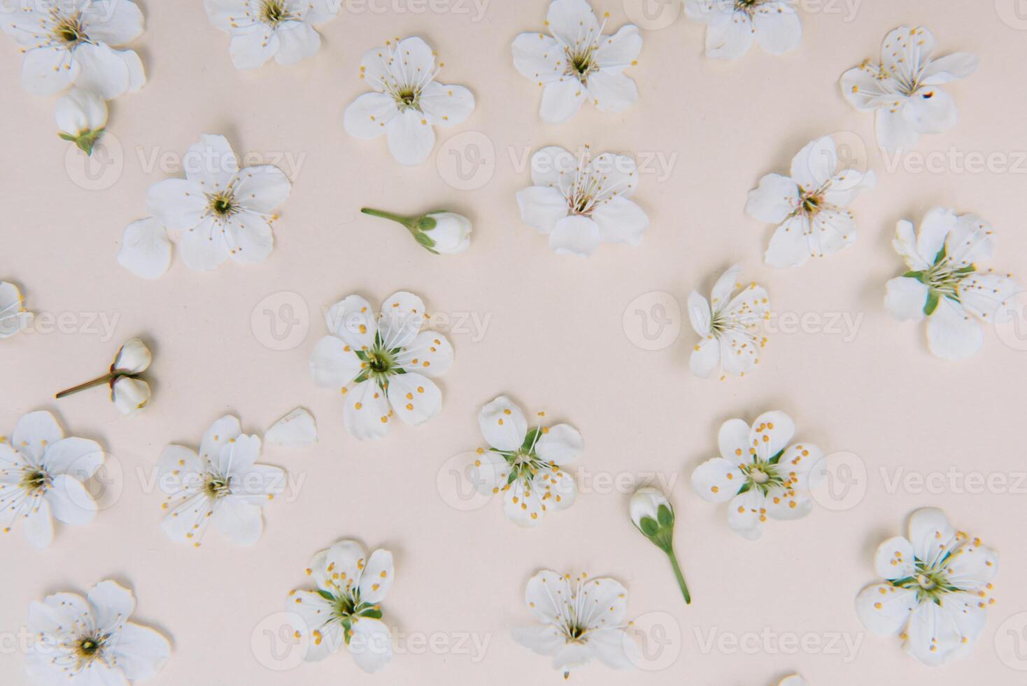 White pastel spring flower on color background . Cherry blossom flower illustration. spring and summer background. Top view. photo