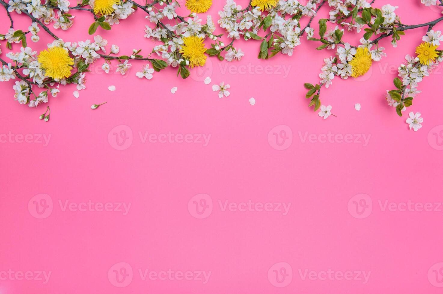 photo of spring white cherry blossom tree on pink background. View from above, flat lay, copy space. Spring and summer background