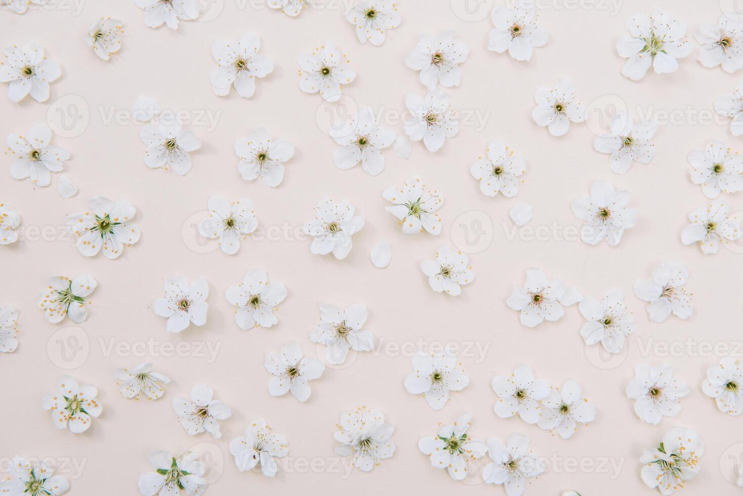 White pastel spring flower on color background . Cherry blossom flower illustration. spring and summer background. Top view. photo