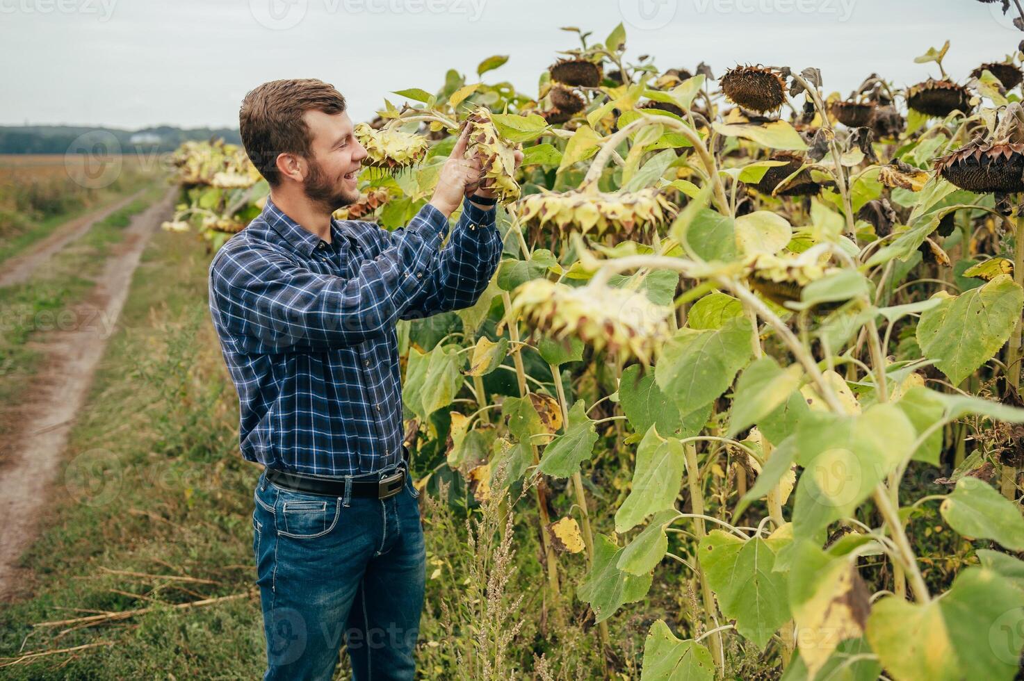 Agronomist holds tablet touch pad computer in the sunflower field and examining crops before harvesting. Agribusiness concept. agricultural engineer standing in a sunflower field with a tablet. photo